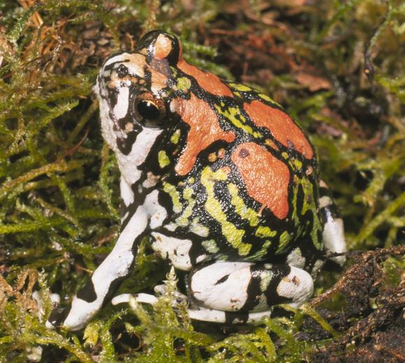 image of a Malagasy rainbow frog showing its colorful skin on a mossy rock
