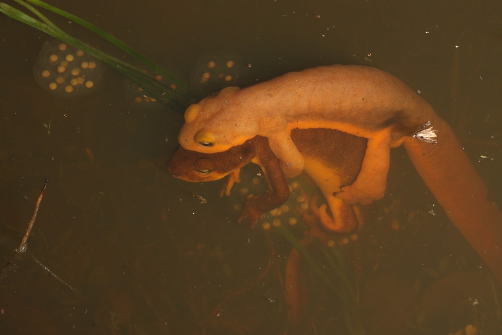A pair of mating California Newts (Taricha torosa). The male is clinging to the female's back in a behavior known as amplexus. A clutch of newt eggs can be seen on a green plant stem near the adults