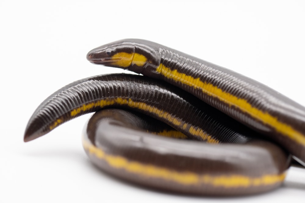 Close up on head and tail of peninsular striped caecilian, Ichthyophis supachaii, from southern Thailand isolated on white background