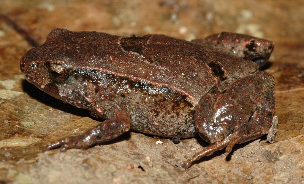 close up image of a pouched frog, Assa Darlingtoni, on a moist stone