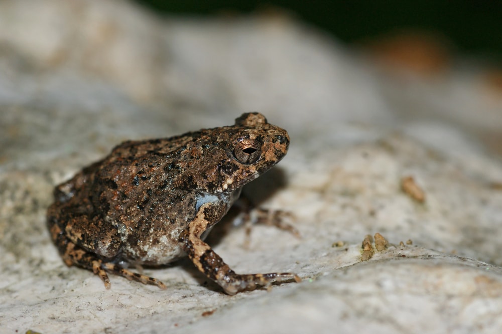 Macro shot of Tungara Frog (Engystomops pustulosus) on a rock in Palo Verde, Costa Rica.