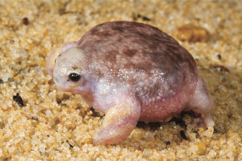 lateral view of the turtle frog showing its turtle-like shape 