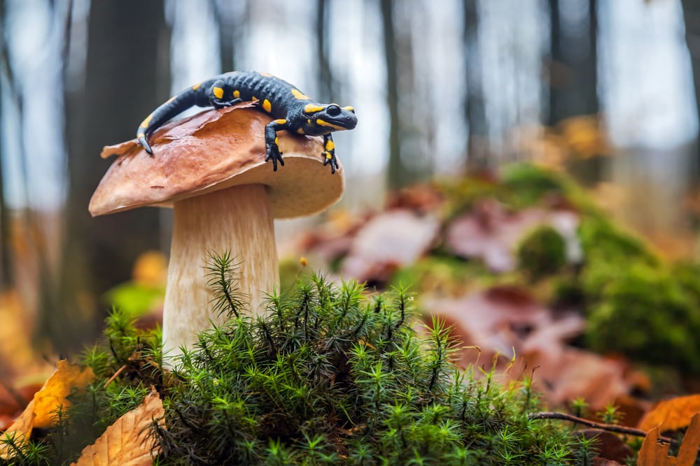 Spotted fire salamander, from order Urodela, sitting on cep mushroom during autumn