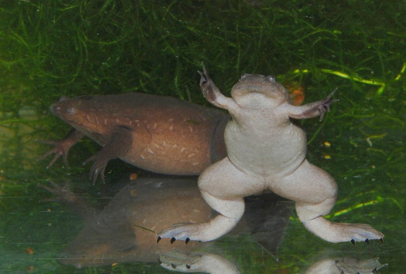 image of two western clawed frogs on an aquarium setting showing thick legs and claws of its webbed feet