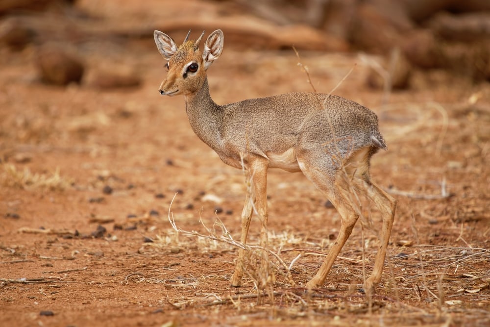 one of the smallest types of antelope, the Kirk's Dik-Dik  standing on a savannah showing its small horns