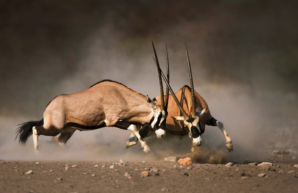 two gemsbok oryx fighting in a sandy terrain