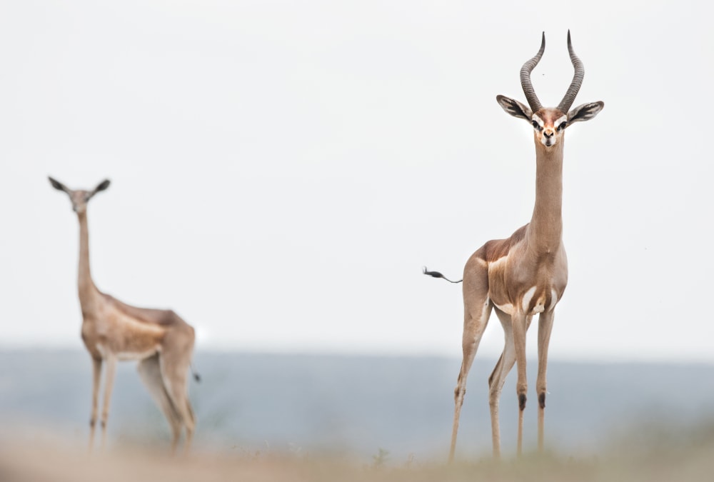 male gerenuk standing on a savannah with female gerenuk on the background