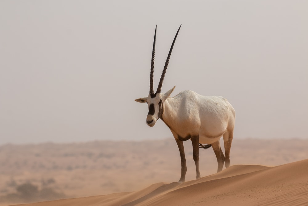 image of an Arabian Onyx Antelope standing on a sand dune in a desert in Dubai