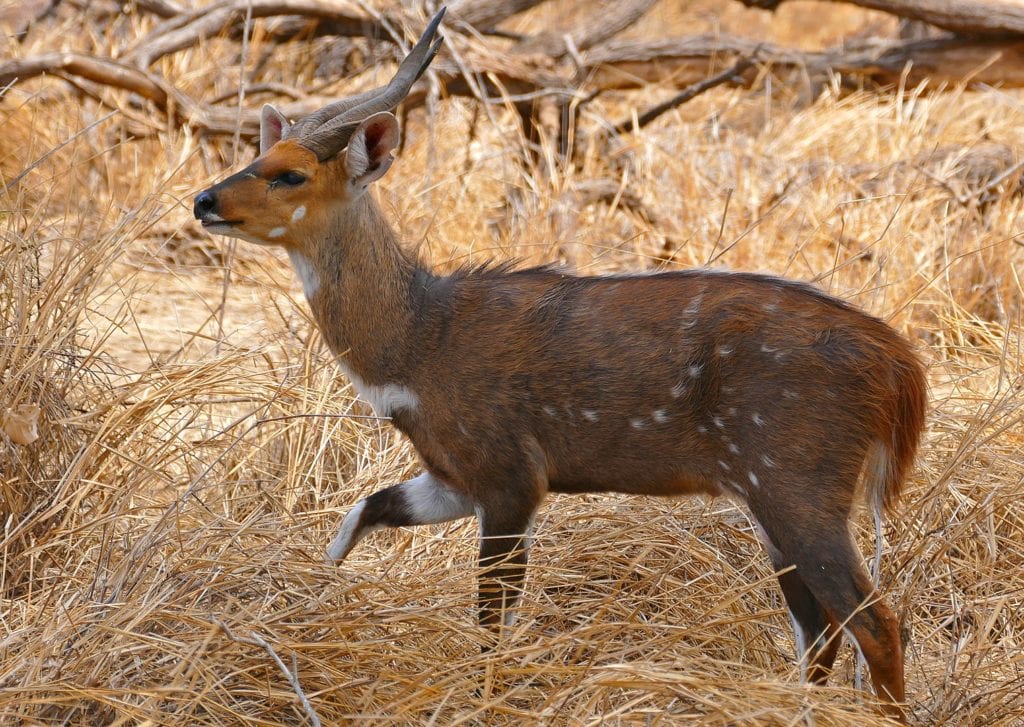 a grazing cape bushbuck antelope in Mazhou Camping Site, Mapungubwe NP, Limpopo, South Africa