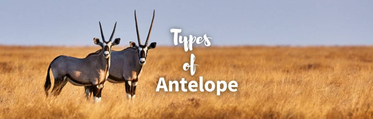 types of antelope featured image