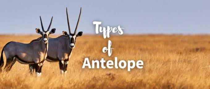 types of antelope featured image