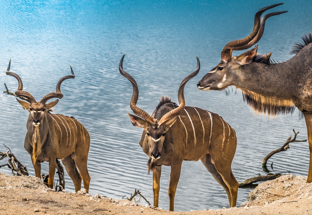 group of male greater kudu antelope in Chobe National Park, Botswana