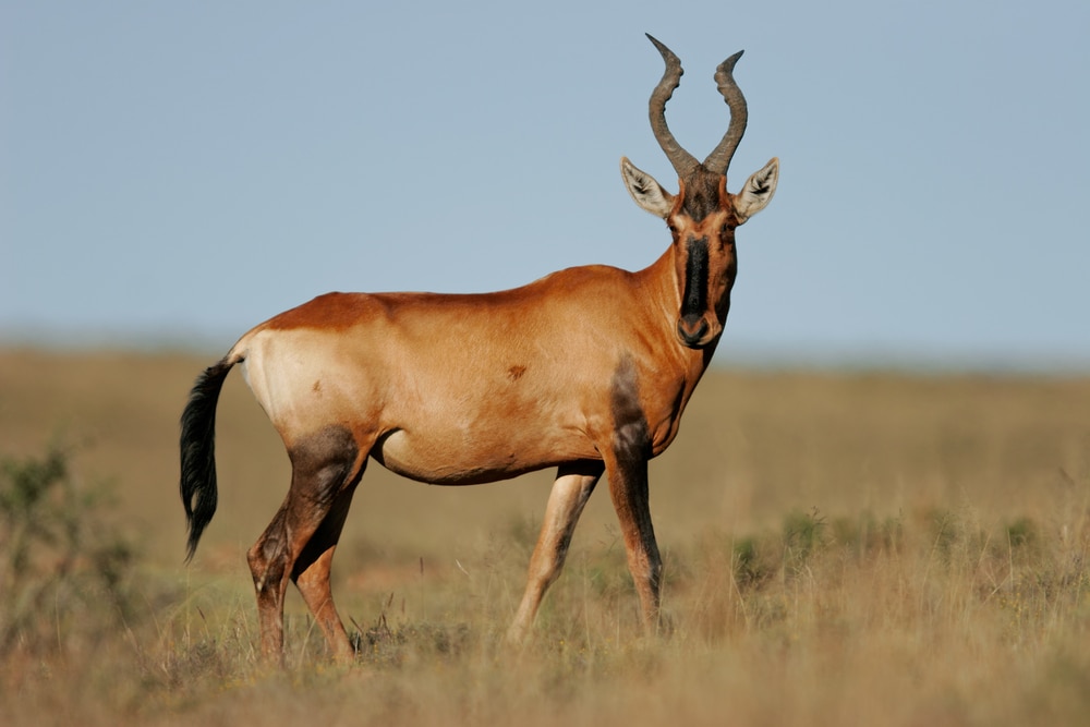 image of a red hartebeest on a savannah in  South Africa