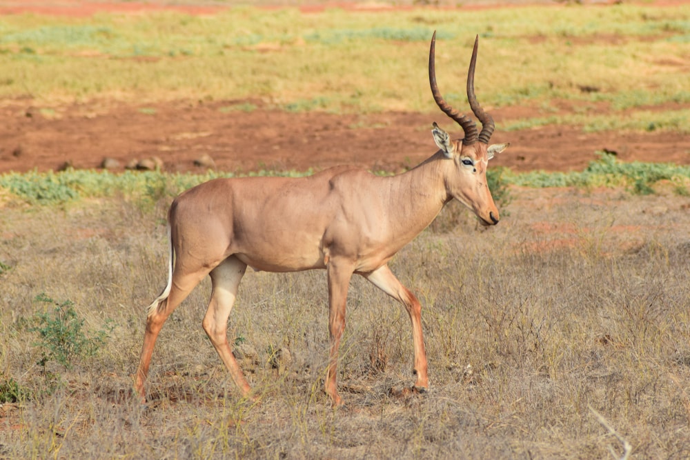 one rare hirola antelope (Hunter’s hartbeest) walking across the dry red savannah in Kenya
