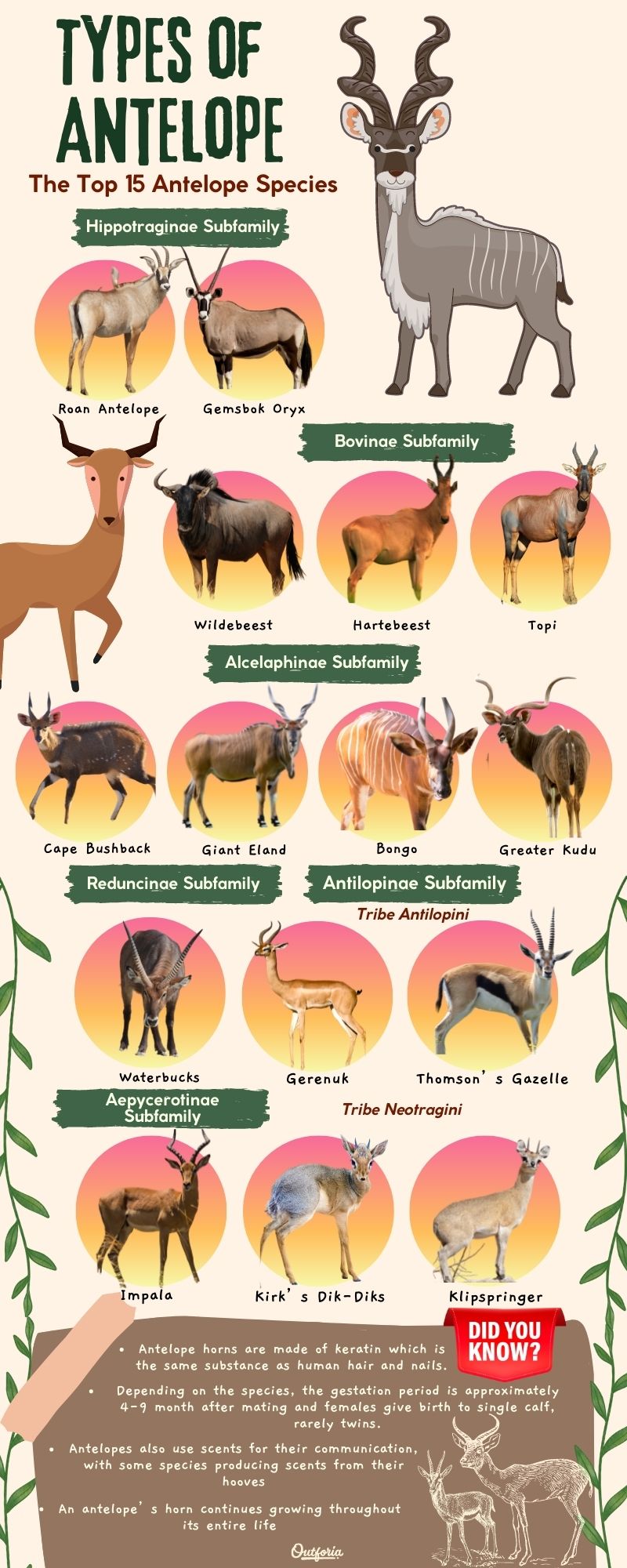 types of antelope chart with names, images, and fun facts