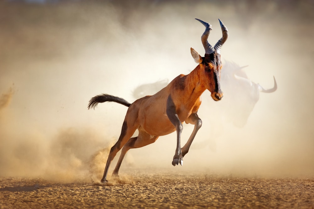 Red hartebeest running in dust in Kalahari desert South Africa