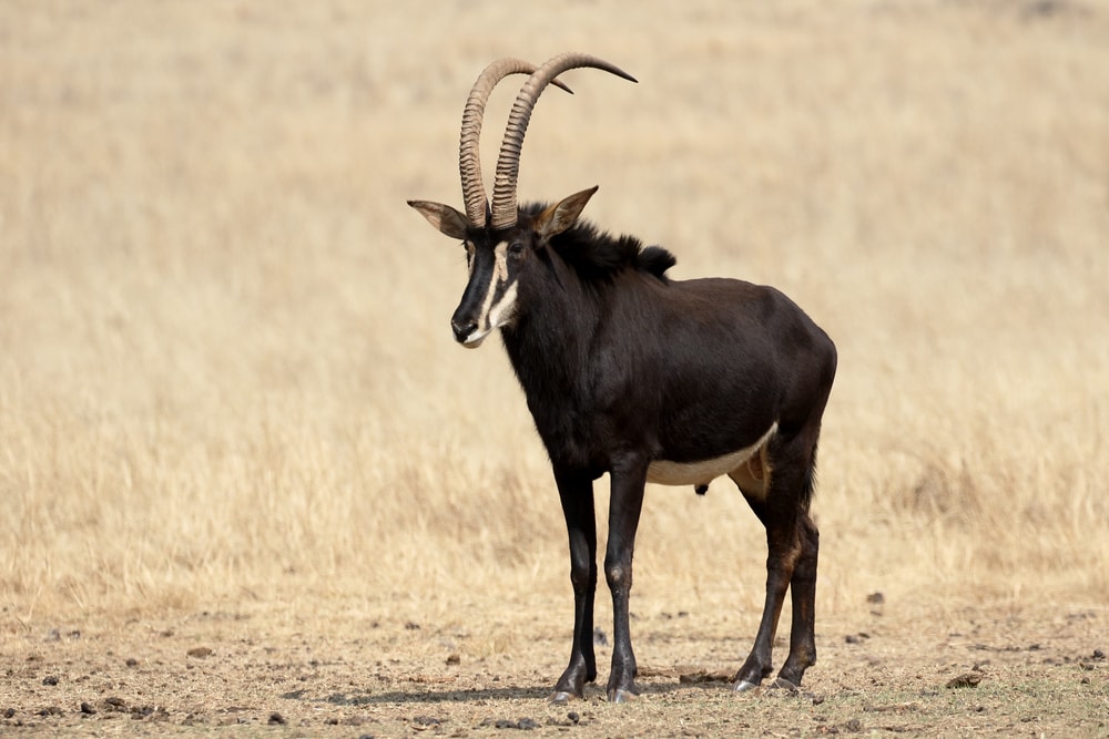 image of a sable antelope in an African savannah