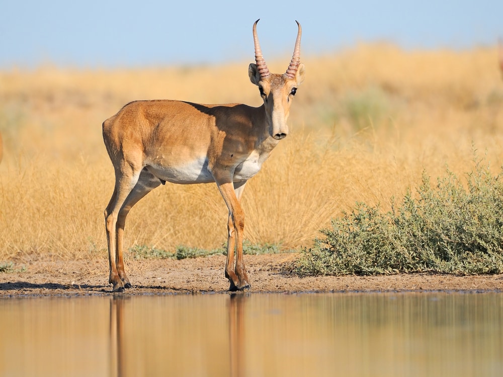 Critically endangered wild Saiga antelope in Reserve Mekletinskii, Kalmykia, Russia,