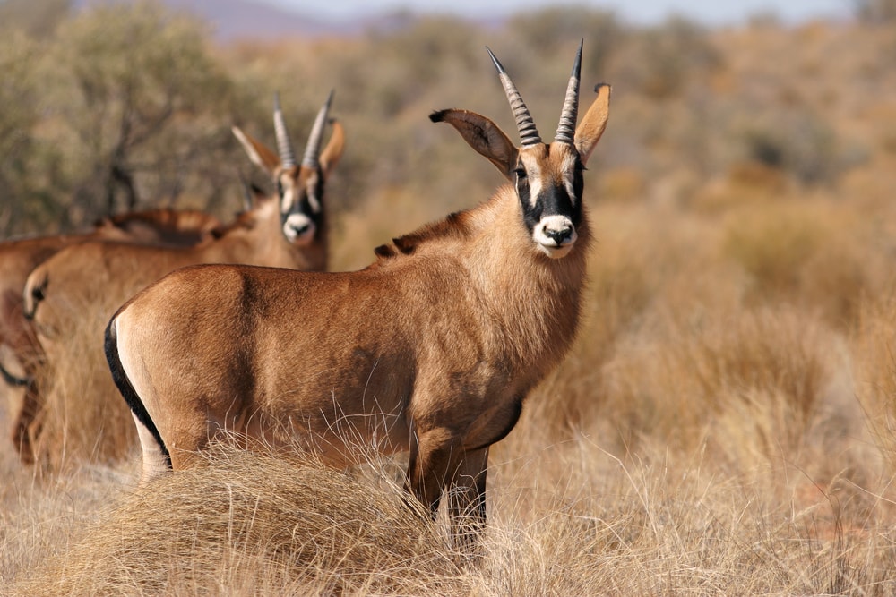 one of the largest types of antelope, the roan antelope in an African savannah
