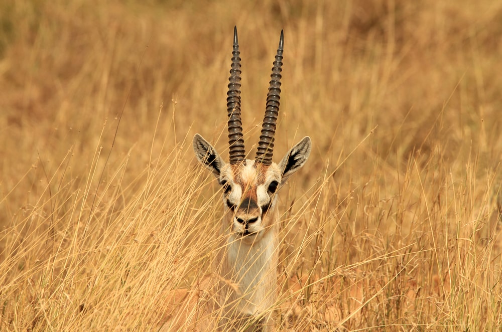image of a Thomson's gazelle sticking out on tall grass