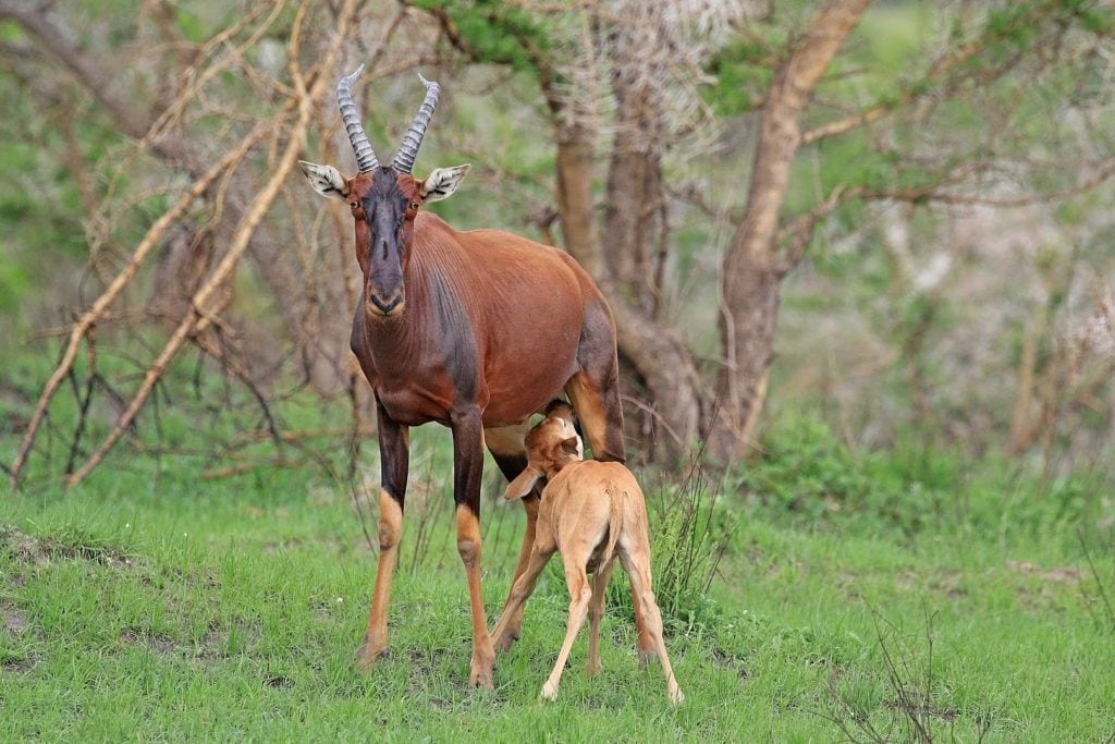 a mother and calf topi antelope in Queen Elizabeth National Park, Uganda 