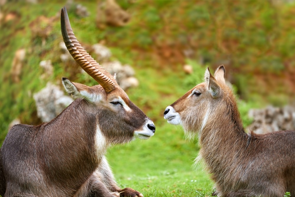 male and female waterbuck antelope resting and looking at each other