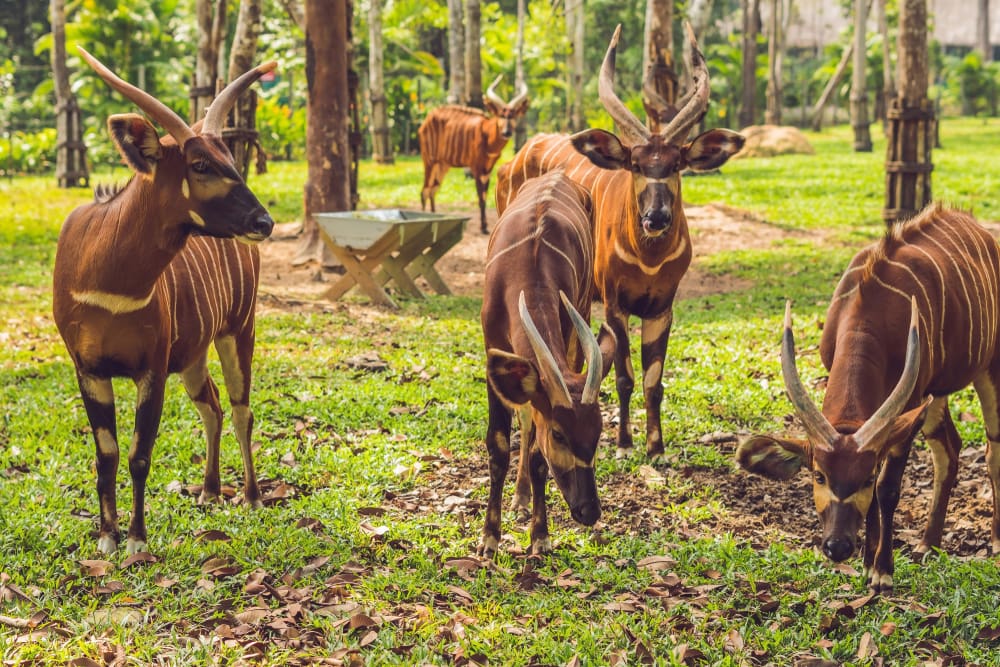 group of bongo antelopes grazing on a grassy field