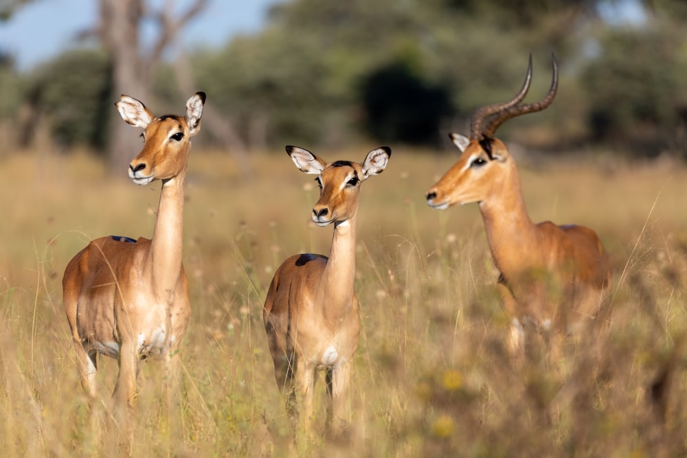 one male and two female impalas on a grassy field in Bwabwata Namibia, Africa safari wildlife and wilderness