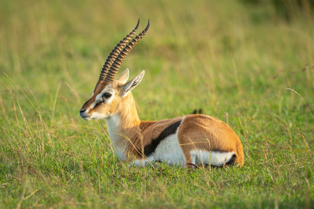 one of the most beautiful types of antelope, the Thomson's gazelle lying on the grass showing its distinctive fbackward curving horns whose tips curve forwards.