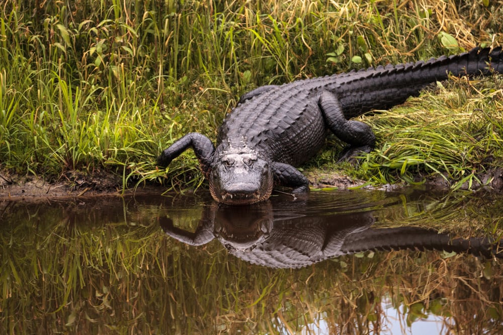 image of a large American alligator going towards the river in Myakka River State Park in Sarasota, Florida, USA