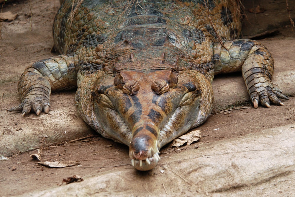 image of False gavial also known as the false gharial or Malayan gharial.