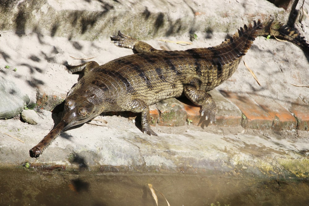 image of a Gharial or also called gavial in Bhutan Crocodile park.
