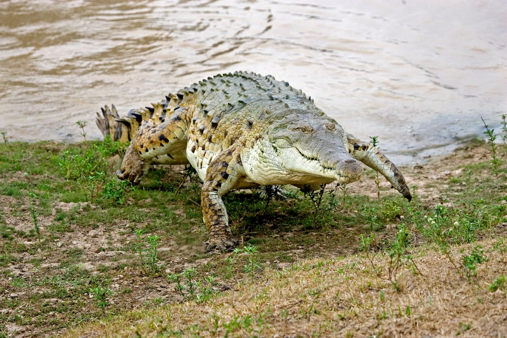 image of an adult Orinoco Crocodile, crocodylus intermedius, emerging from a river in Venezuela
