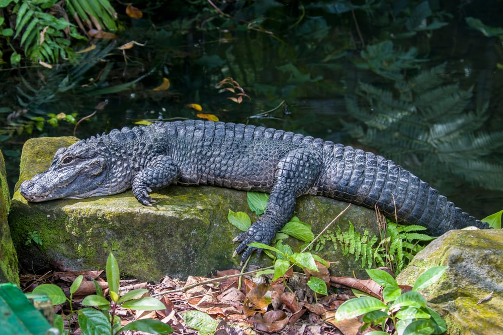 closeup image of Chinese alligator (Alligator sinensis). A critically endangered crocodile endemic to China