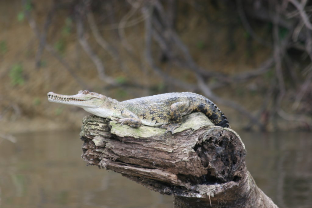 image of the Central African Slender-snouted crocodile resting on top of a log