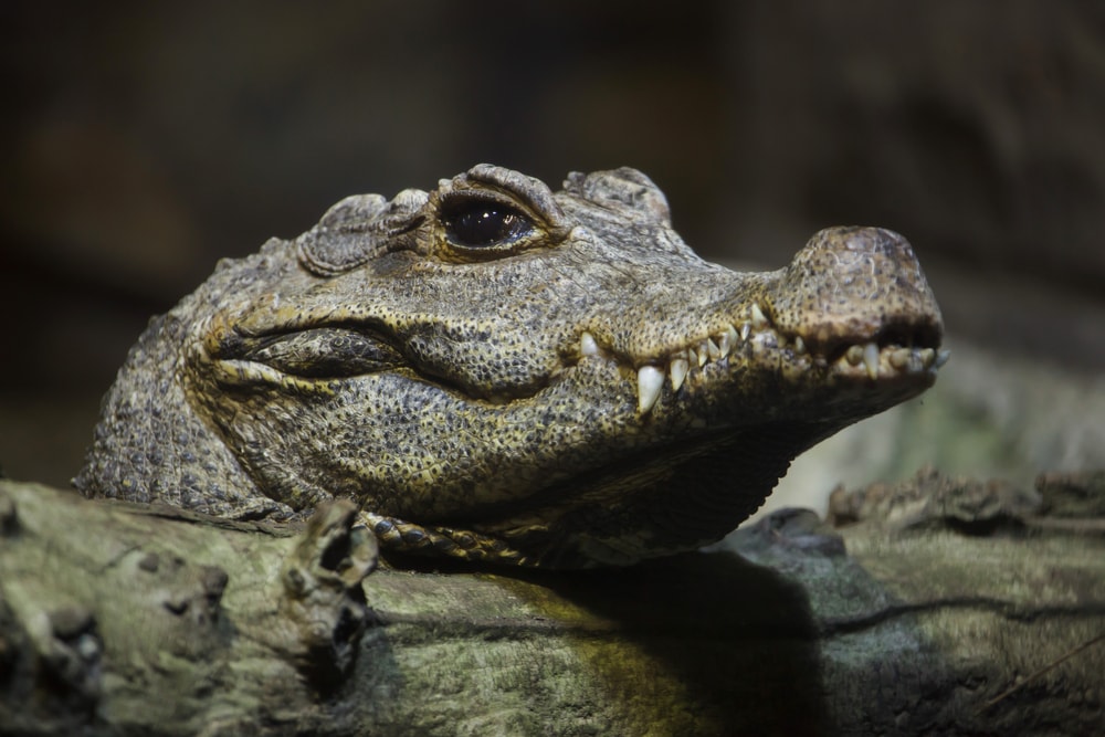 headshot of a dwarf crocodile on a log