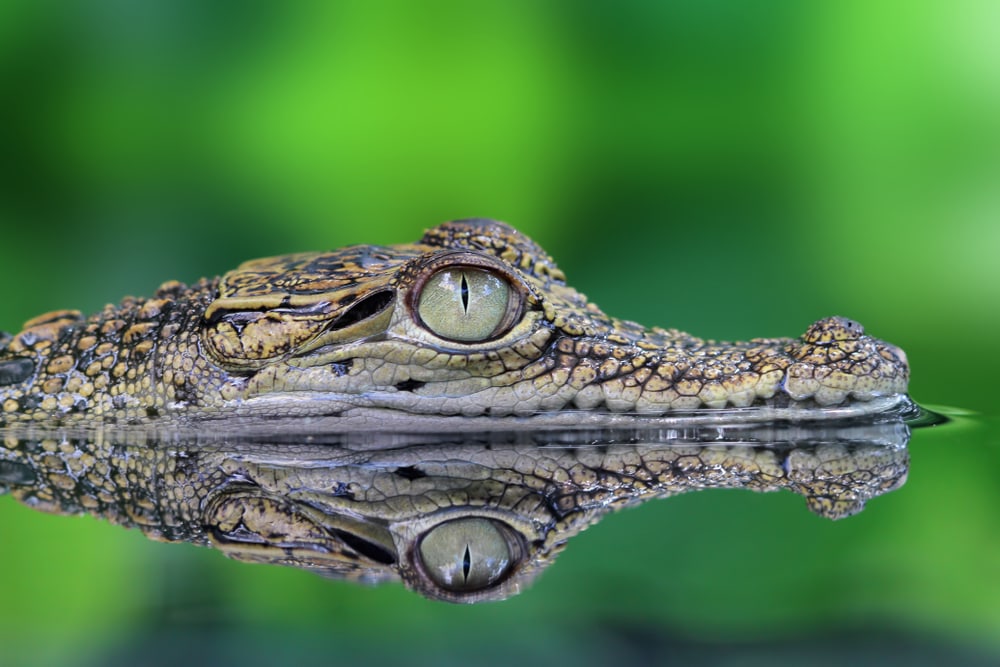 crocodile in the water showing only eyes and nostrils