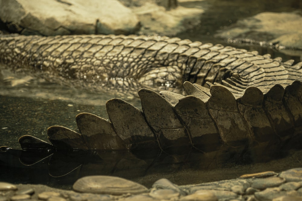 close up image of skin and scale of a crocodile