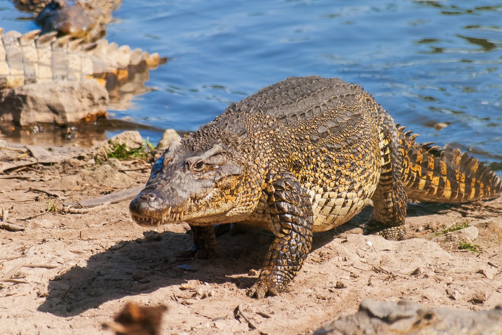 image of a Cuban crocodile crawling out of the water in Zapata swamp in Cuba