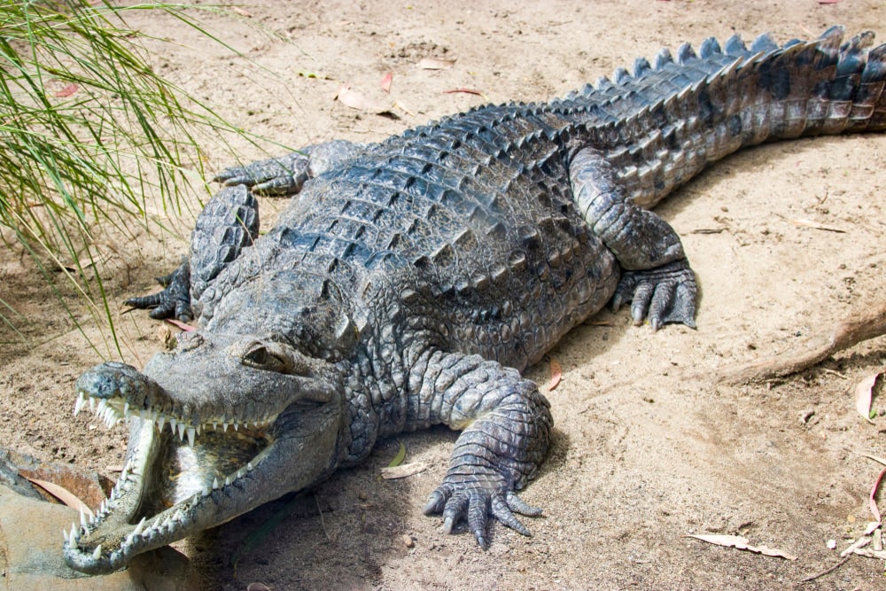 image of a freshwater crocodile, a crocodile species endemic to Northern Australia, basking with mouth opened