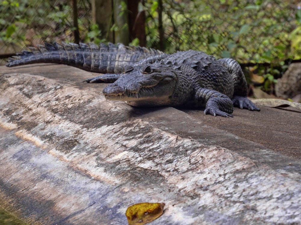 image of a Morelet's crocodile resting on a ground in Guatemala