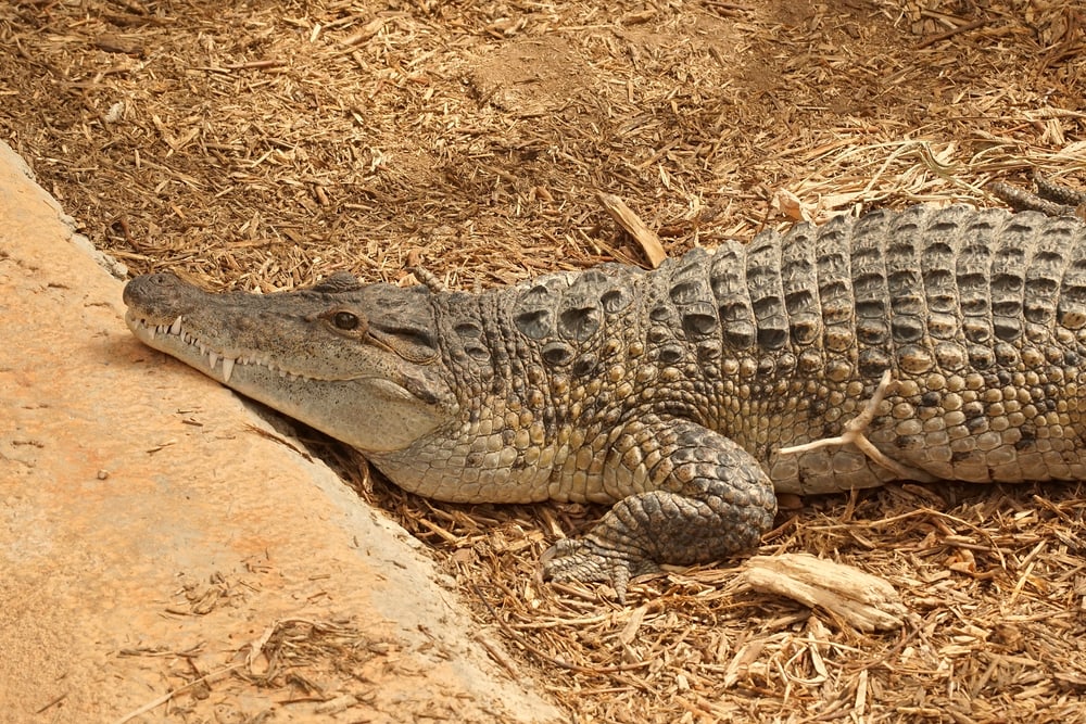 close up image of Philippine crocodile, one of the critically endangered types of crocodiles