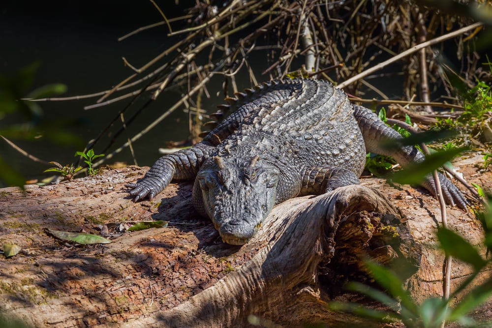 image of a Siamese crocodile basking on a wood in Khao Yai national park ,Thailand