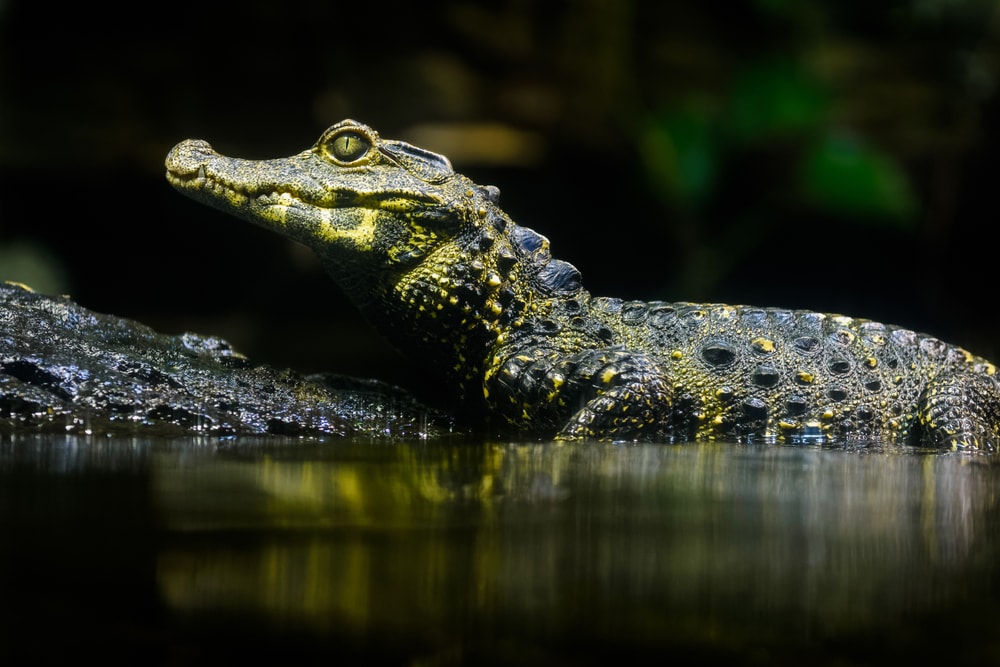 image of a smooth fronted caiman basking on a log near the water