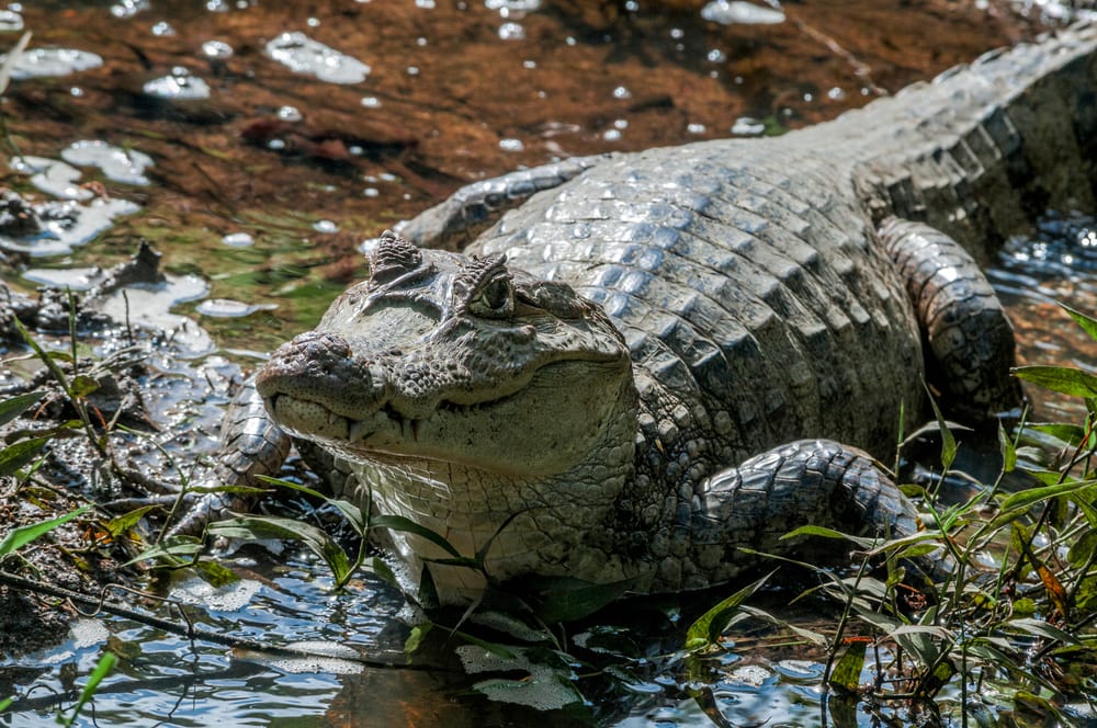 image of a spectacled caiman, a crocodilian reptile native to the Central and South American regions.