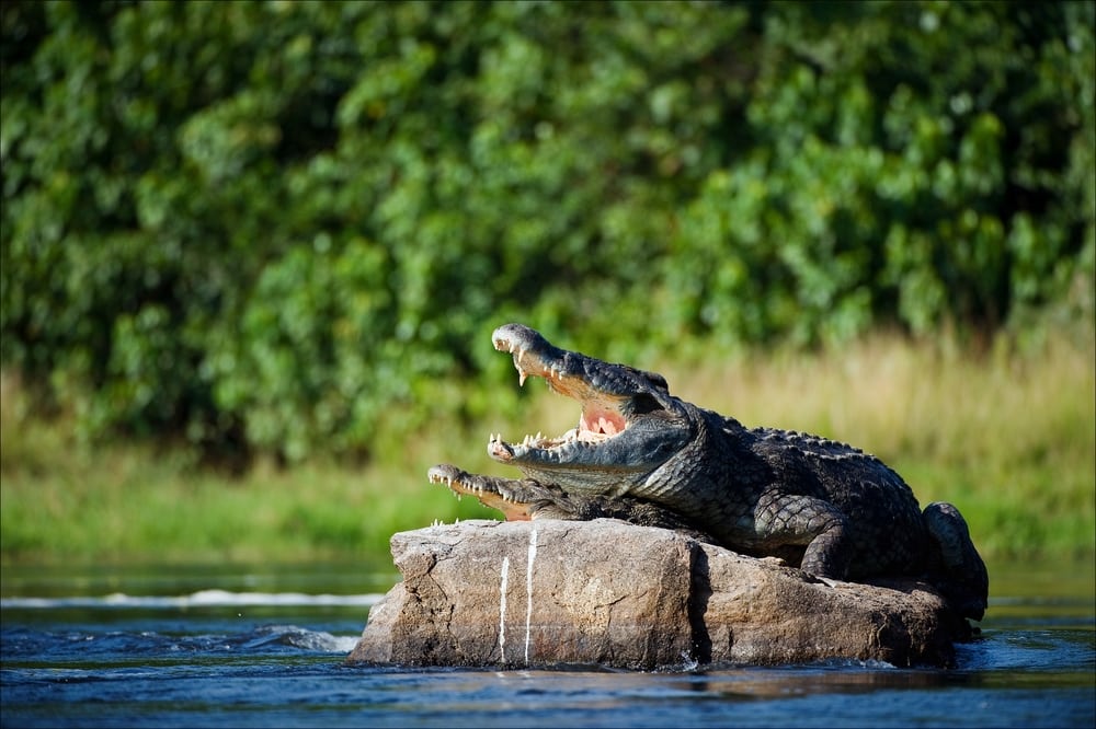image of two Nile crocodiles basking on a rock in the middle of a river