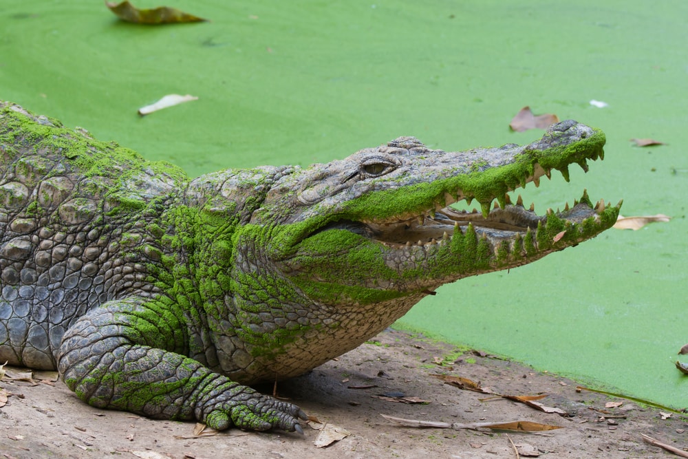 image of a West African Crocodile with  mouth opened and covered with moss 
