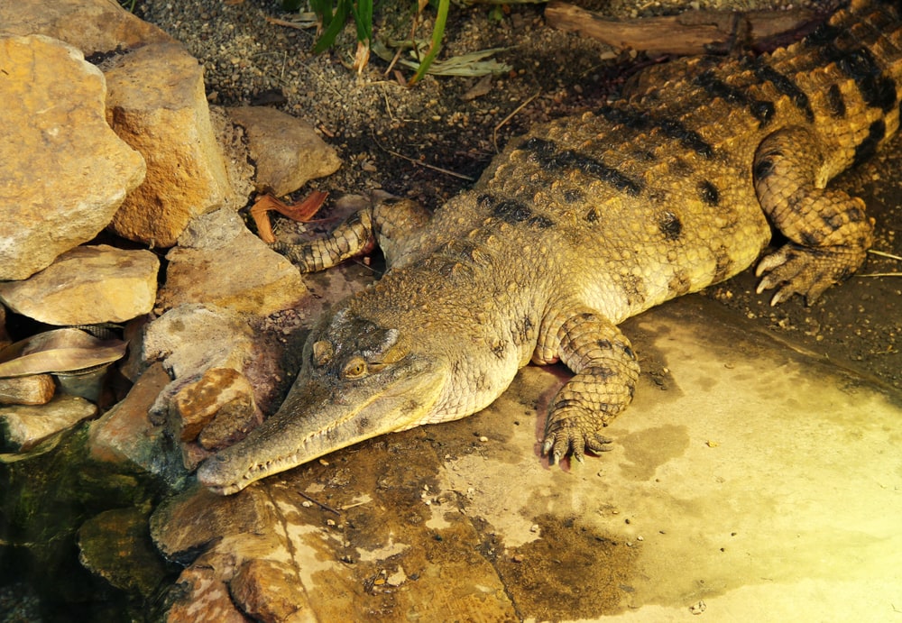 image of a west african slender-snouted crocodile (Mecistops cataphractus), a critically endangered crocodile species