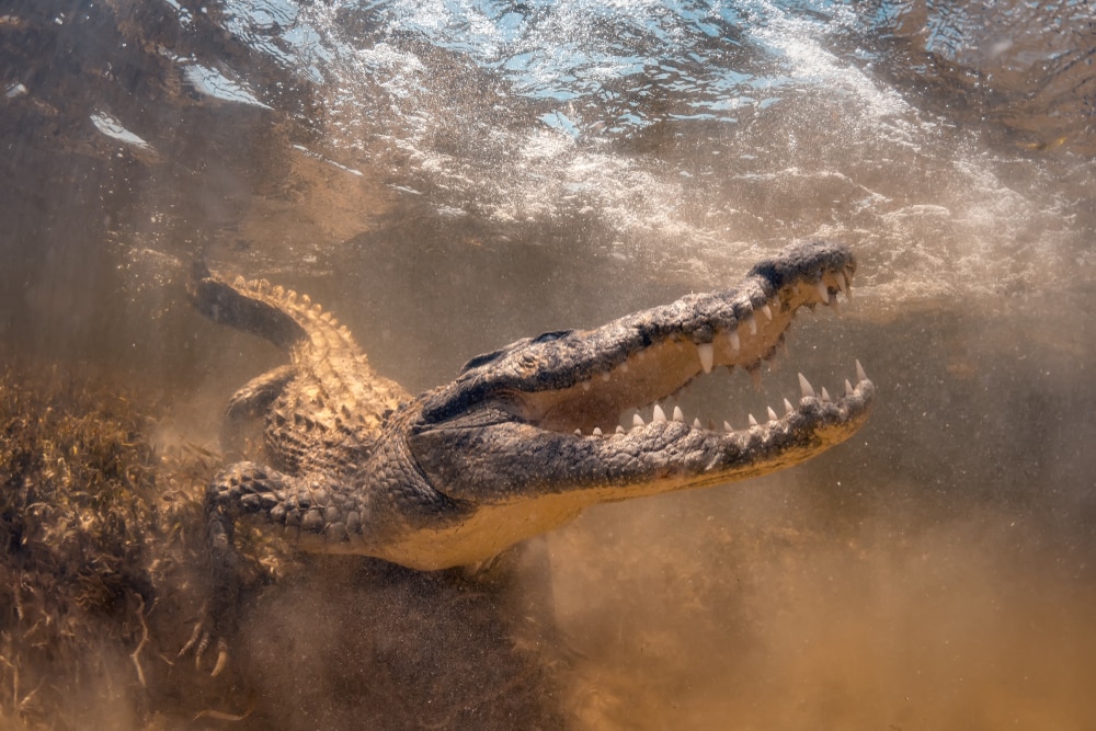 image of a saltwater crocodile underwater