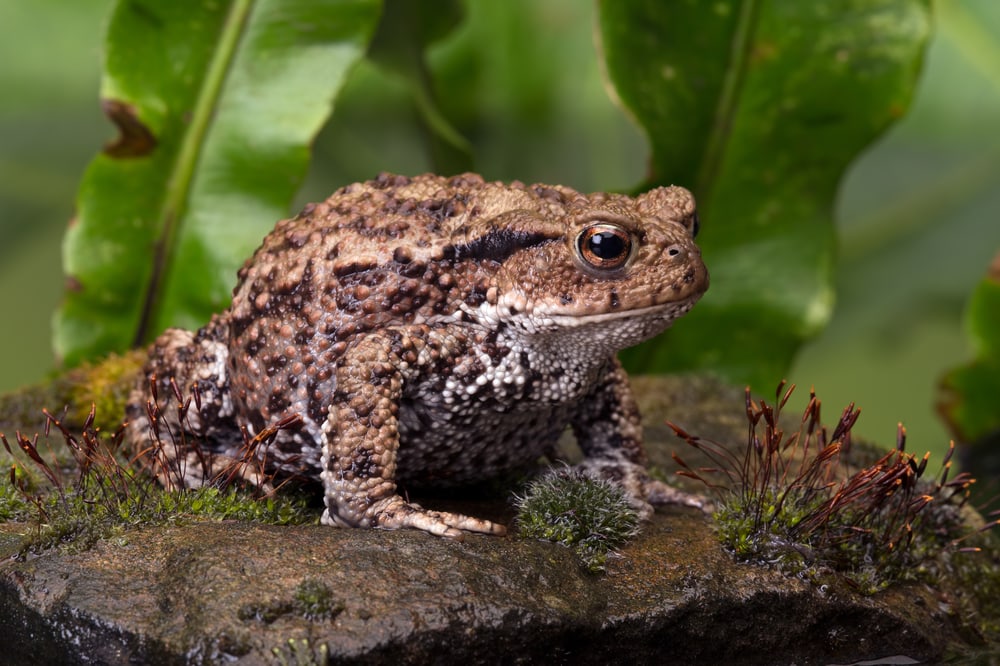 Common Toad on moss covered stone